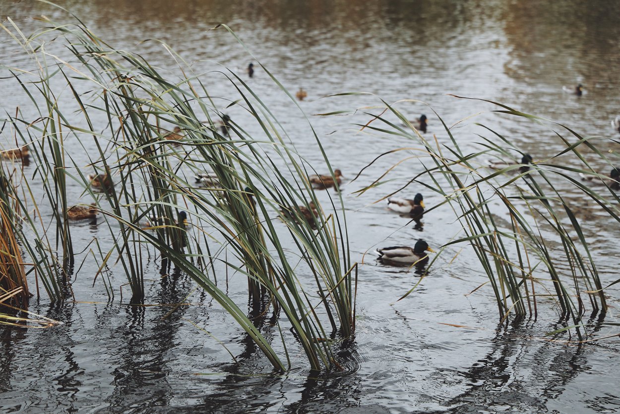 Берказан камыш болото