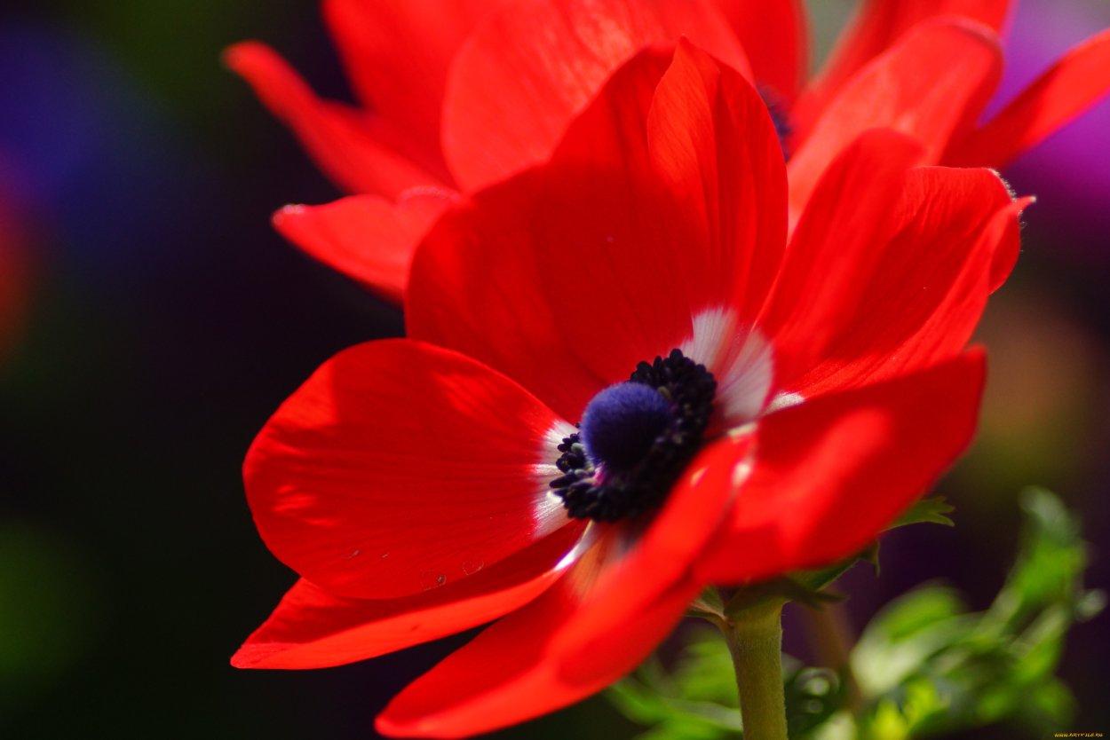 Белый цветок с красной серединкой