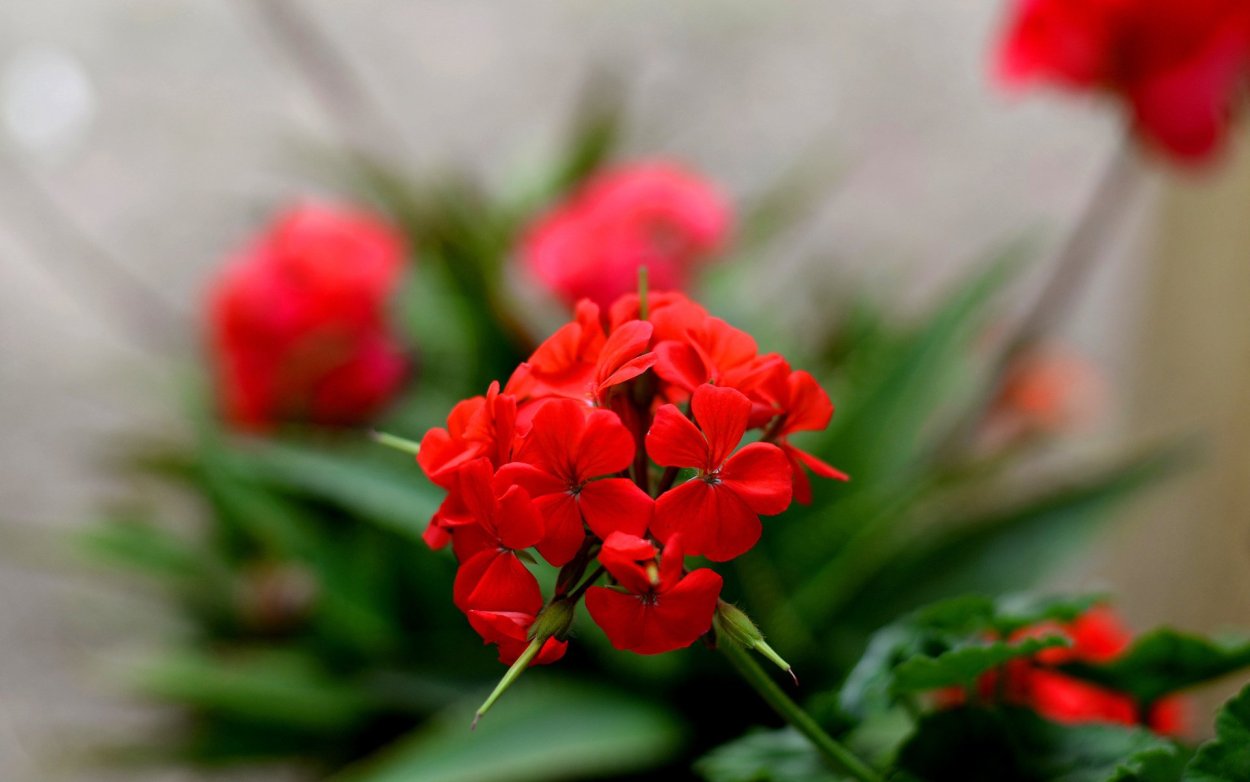 Мелкие красные цветочки