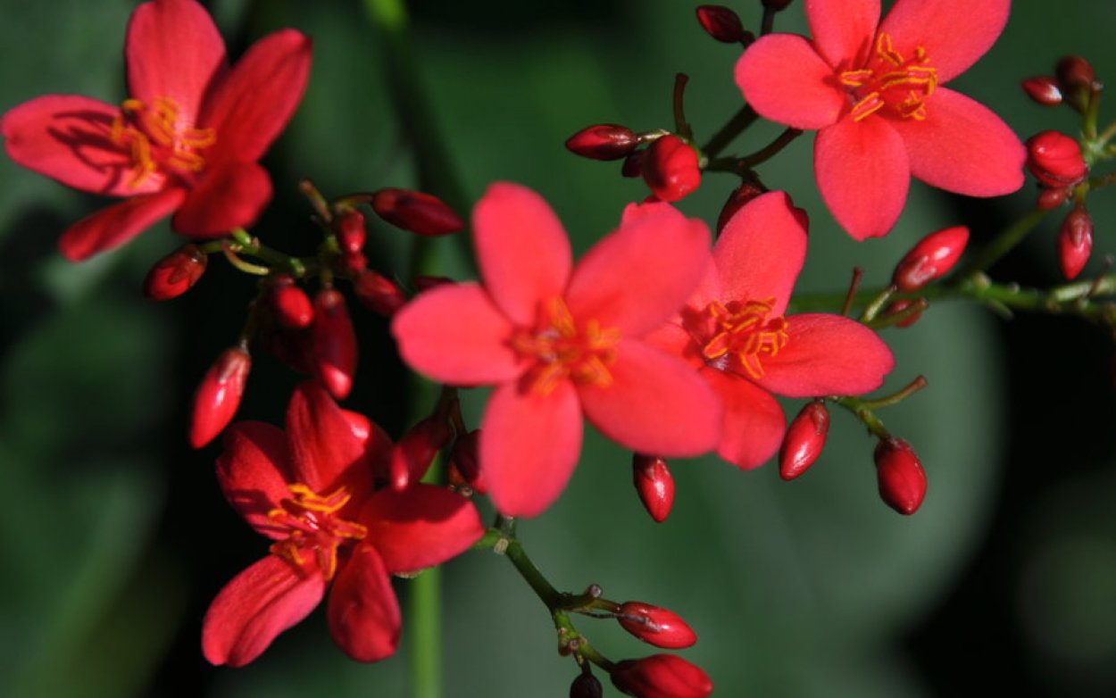 Красные вытянутые цветы