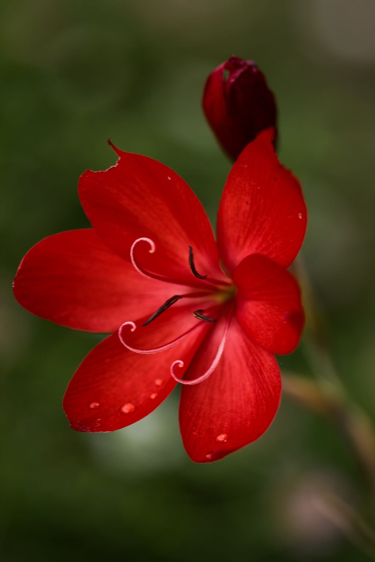 Цветы красного цвета