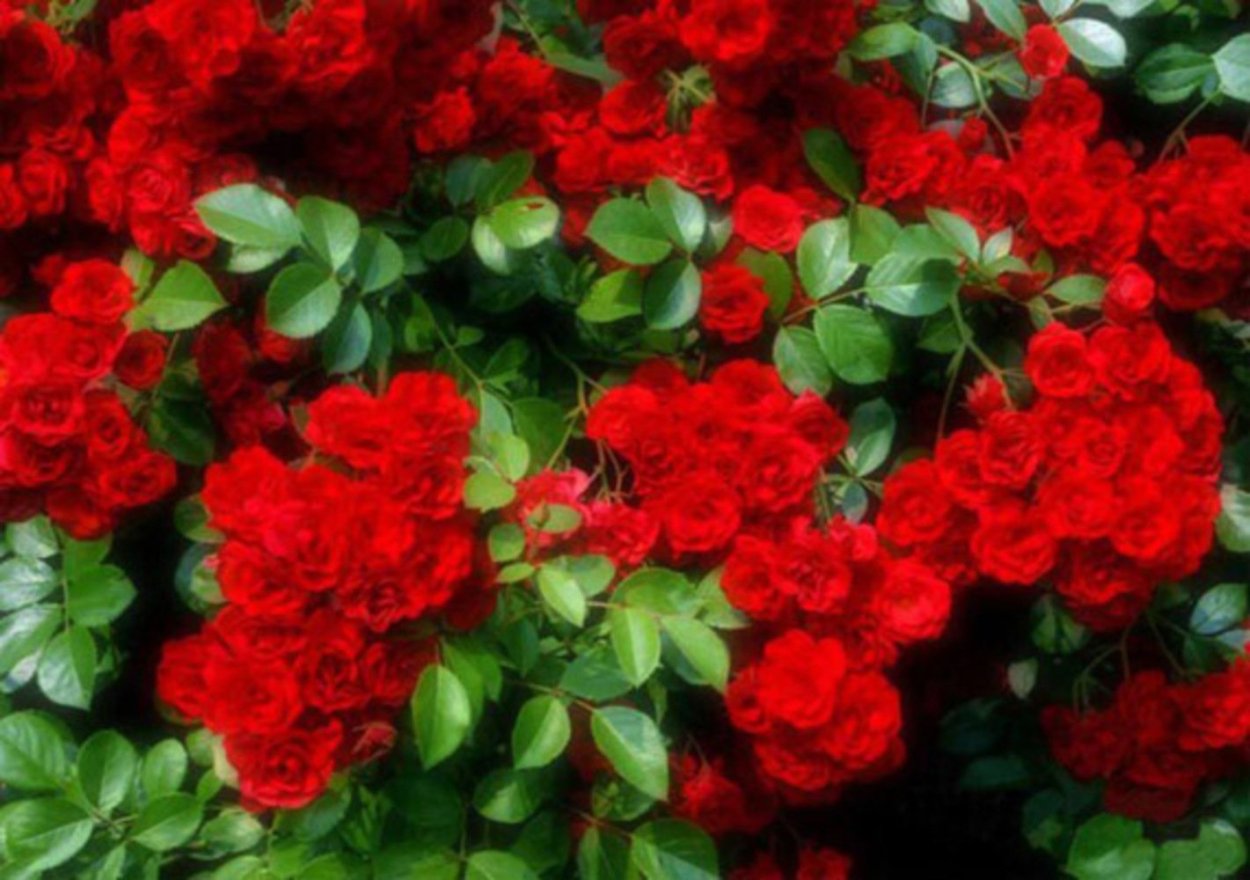 Боярышник и спирея