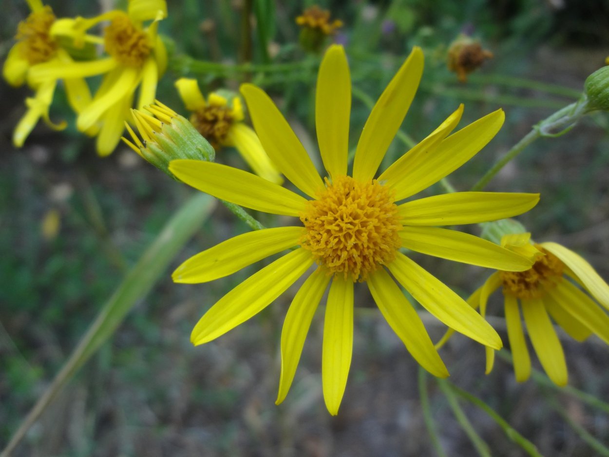 Сорные желтые