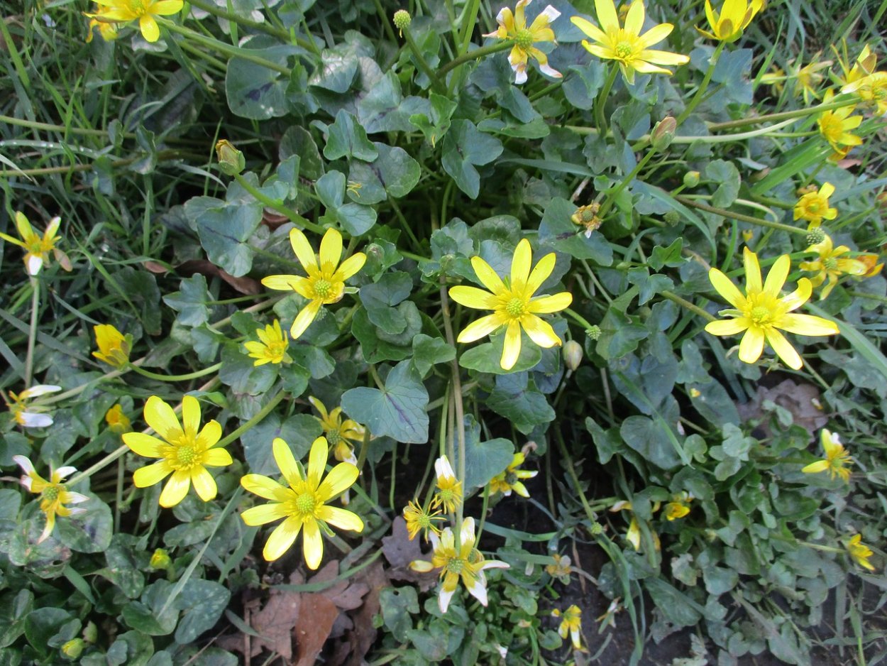 Растение Лютик ползучий