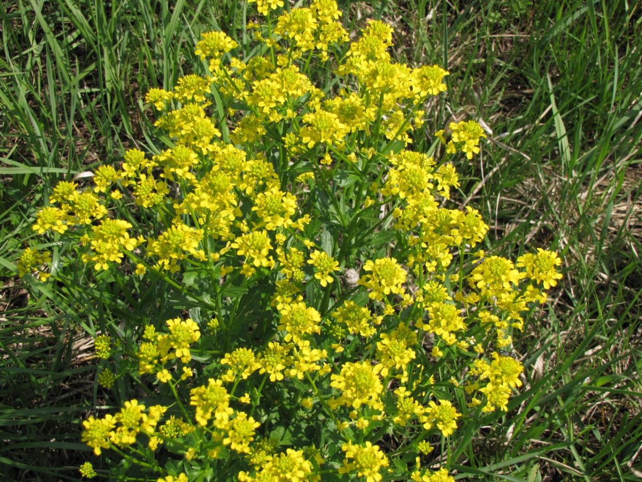 Вербейник Лизимахия