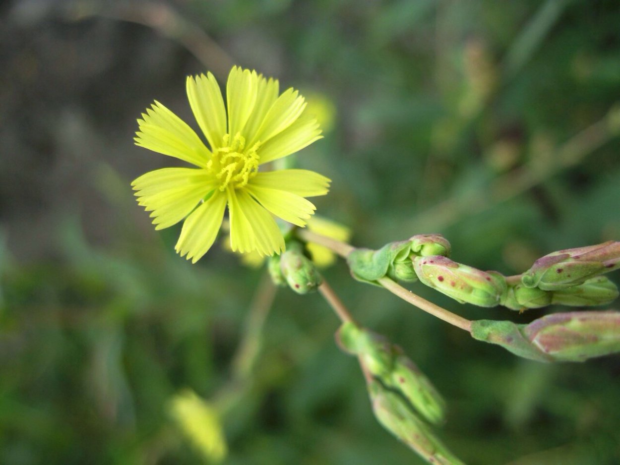 Желтые цветущие сорняки