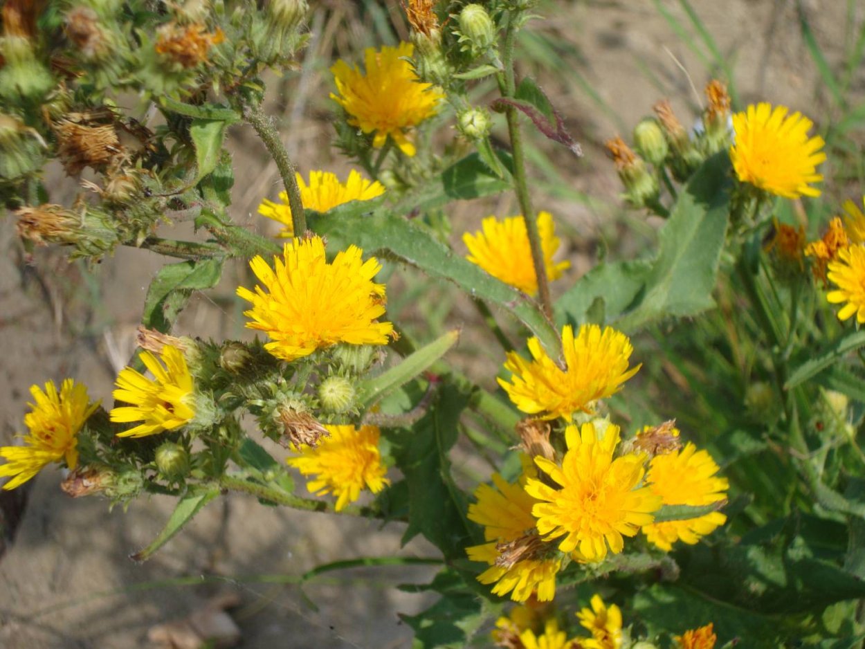 Полевой сорняк с желтыми цветами