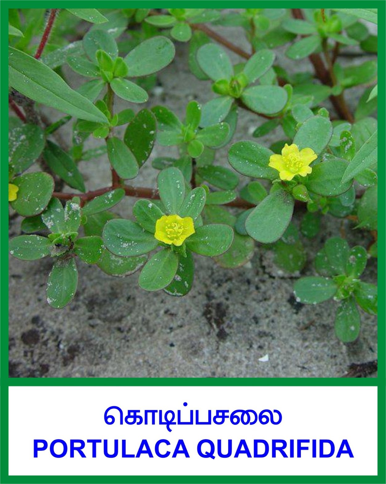 Амброзия голометельчатая