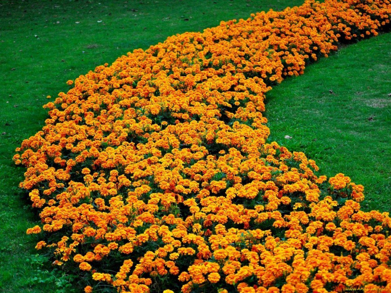 Алиссум лобулярия Каменник