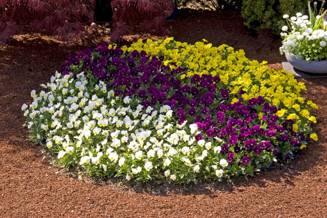 Флокс шиловидный