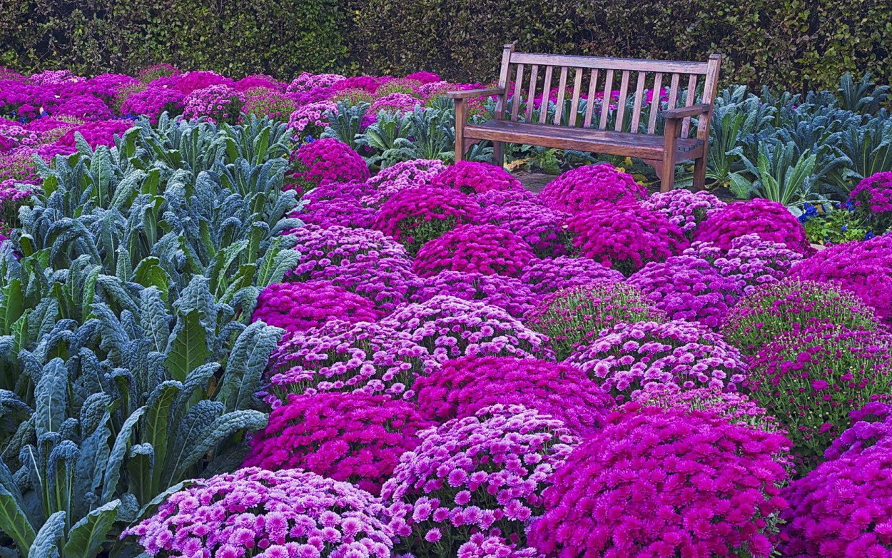 Примула бордюрная