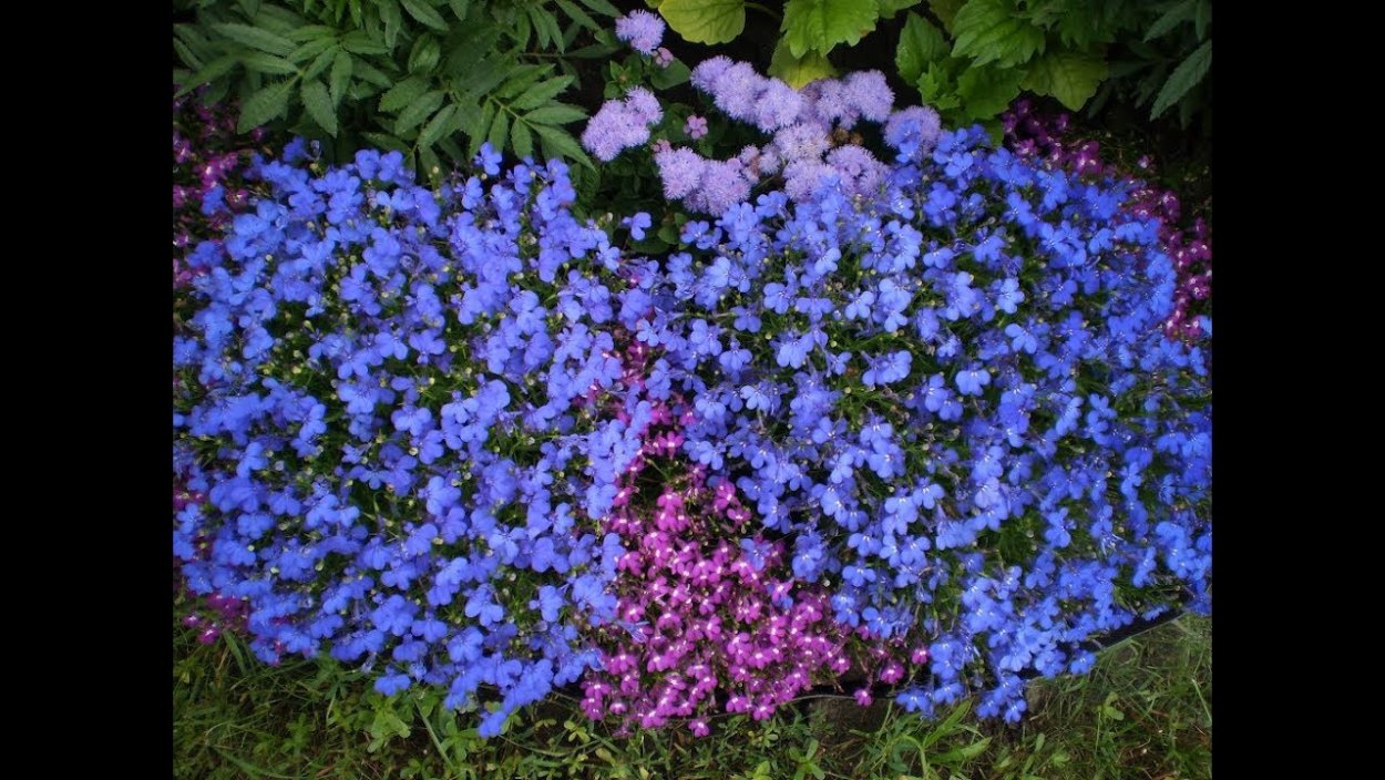 Хризантема мультифлора первоклассница