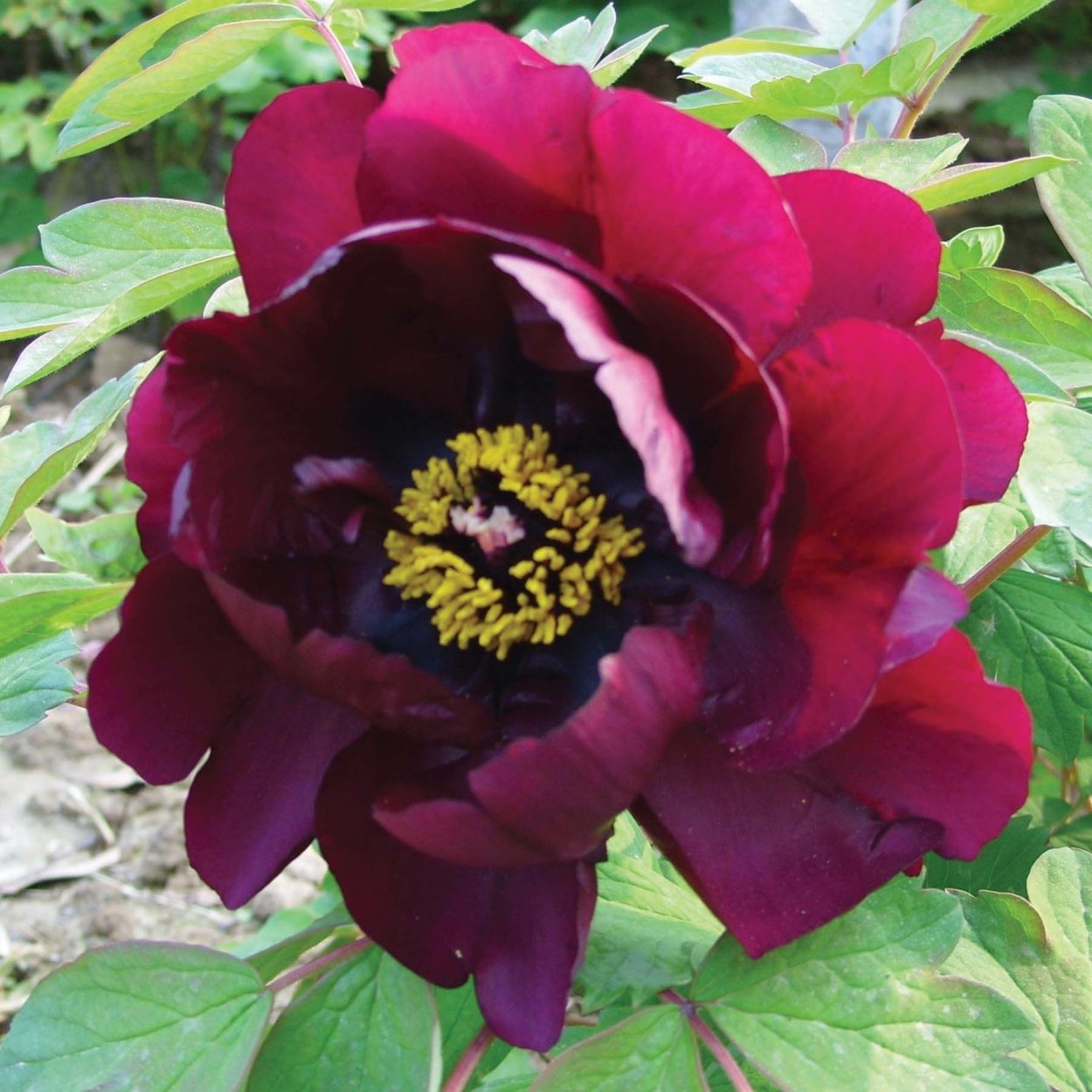 Пион древовидный дак Блэк Пепл