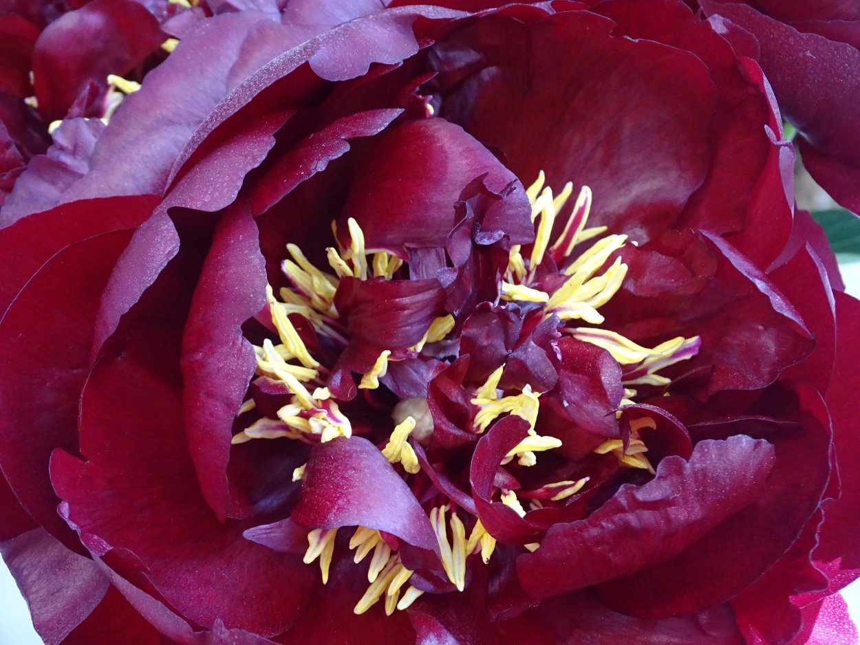 Пион дарк Блэк Перл