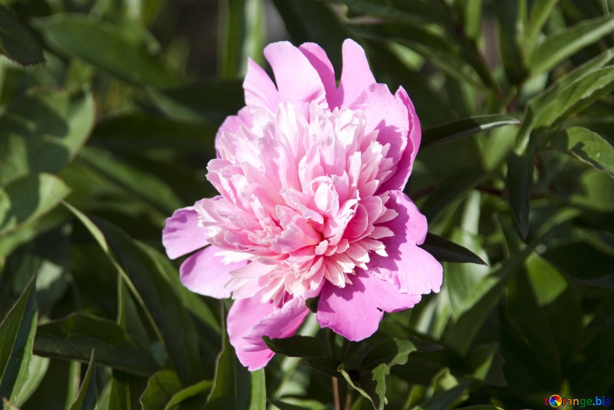 Пион Эрли Блэк