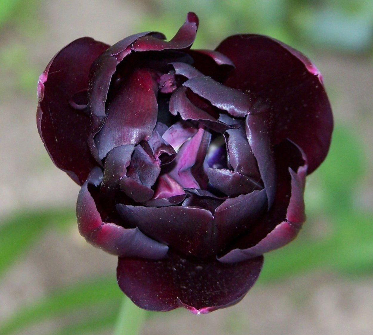 Пион древовидный эмбелиш Инк