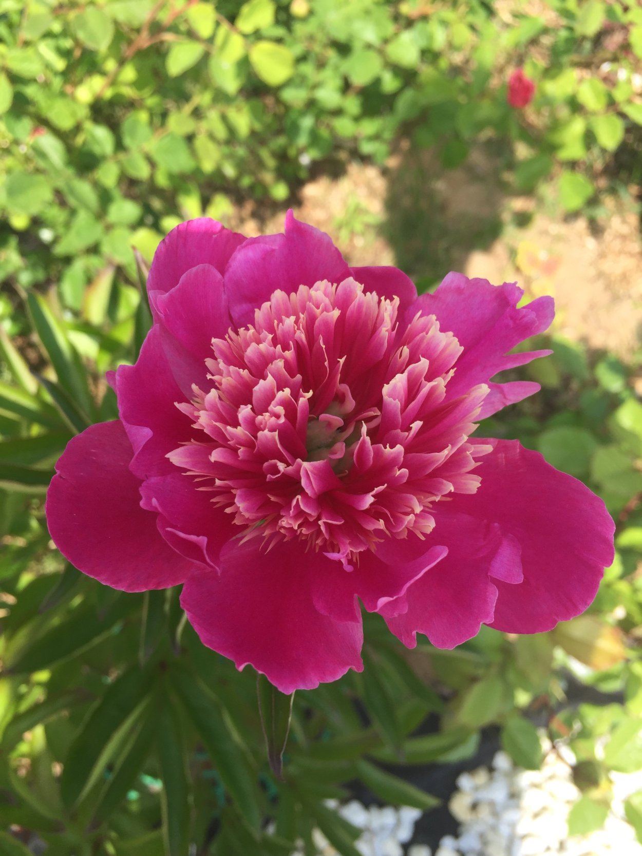 Пион древовидный черный лоск