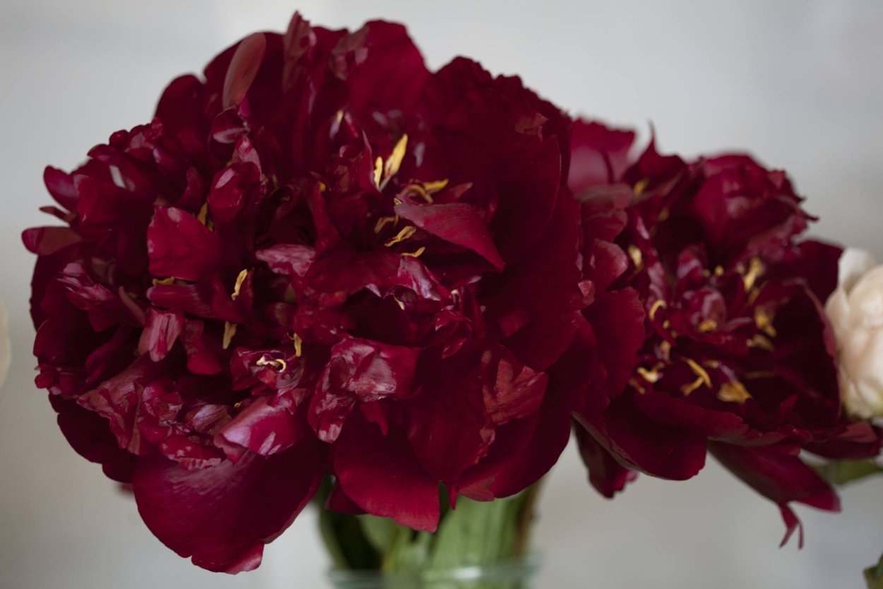 Пион Чиппева