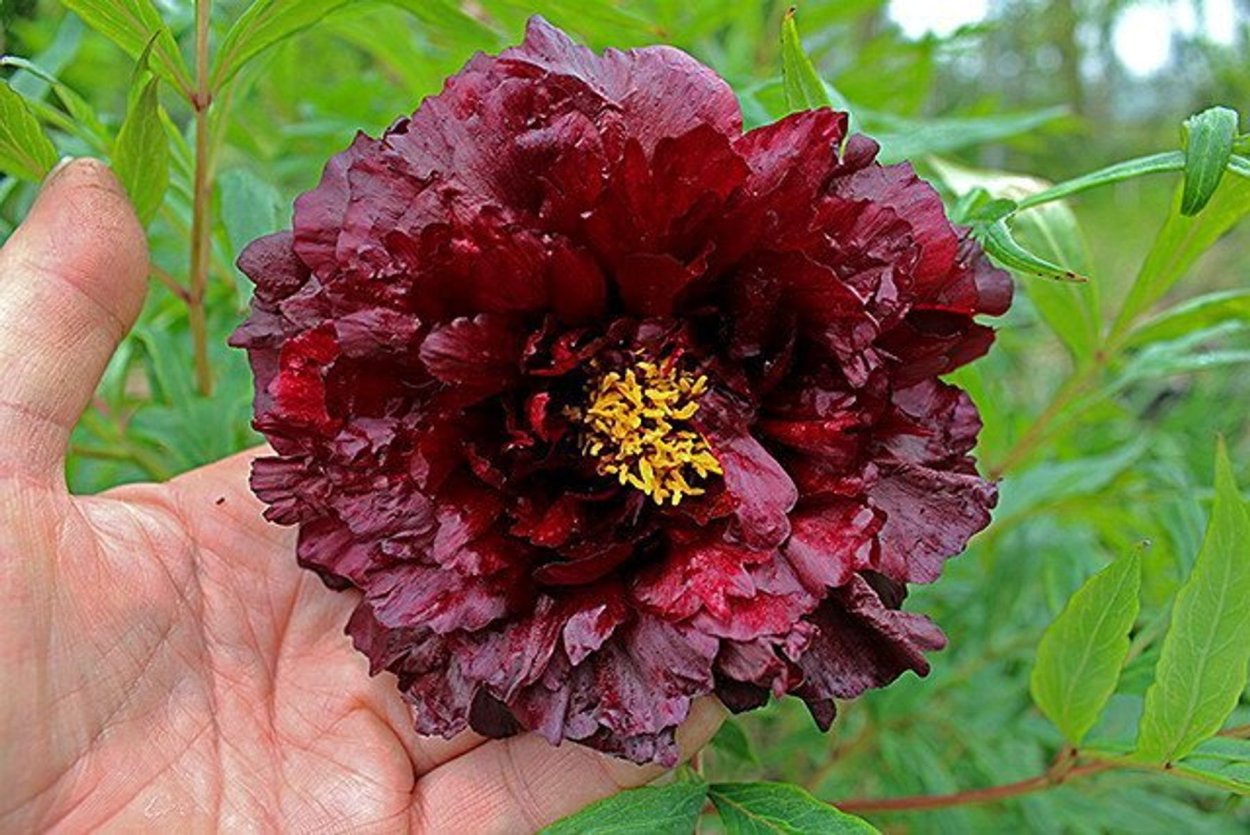 Пион Black Beauty