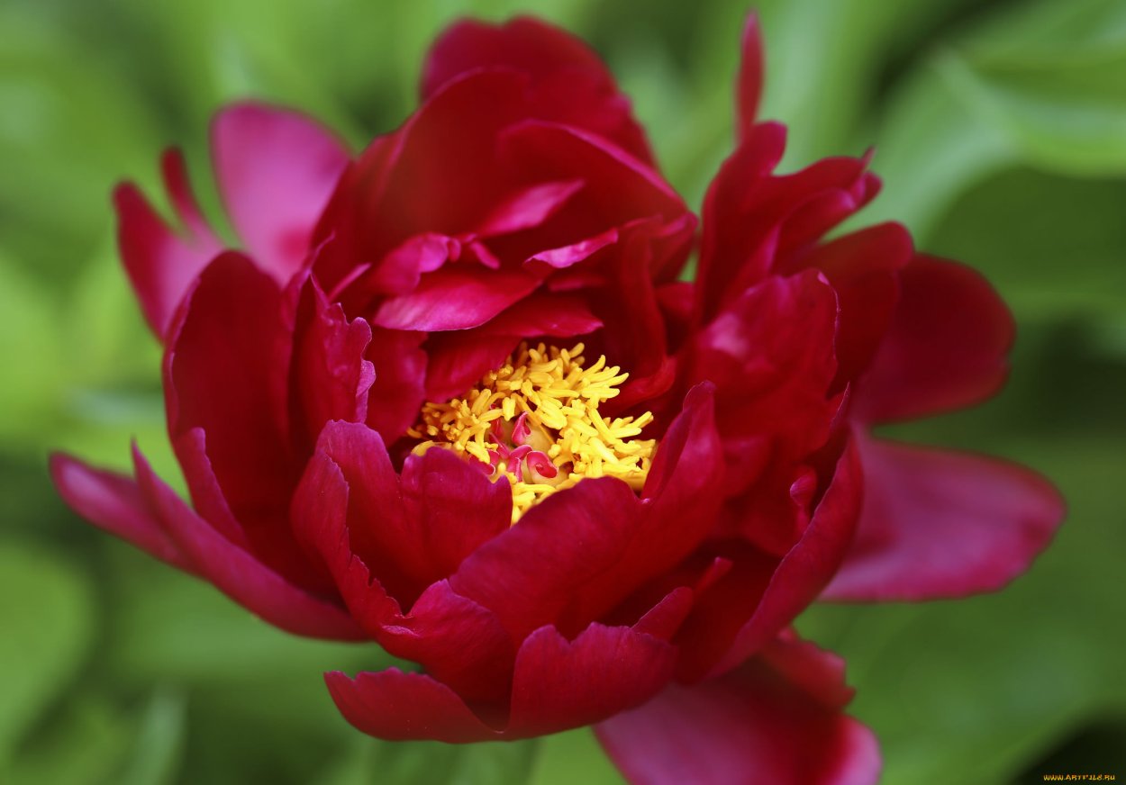 Пионы красные картинки на рабочий стол
