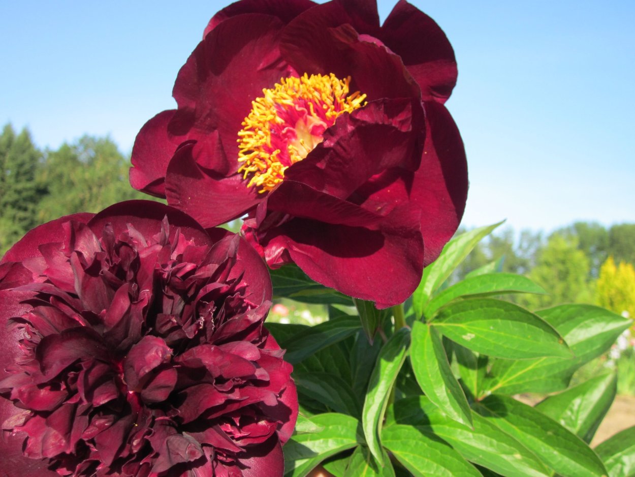 Пион Чоколит Соулдже