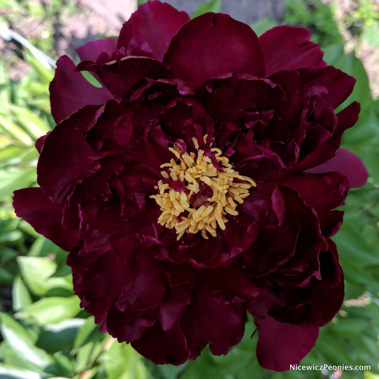 Пион дарк Пурпл