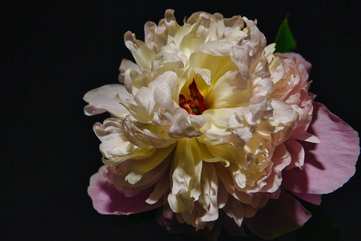 Пион древовидный Юник Краун