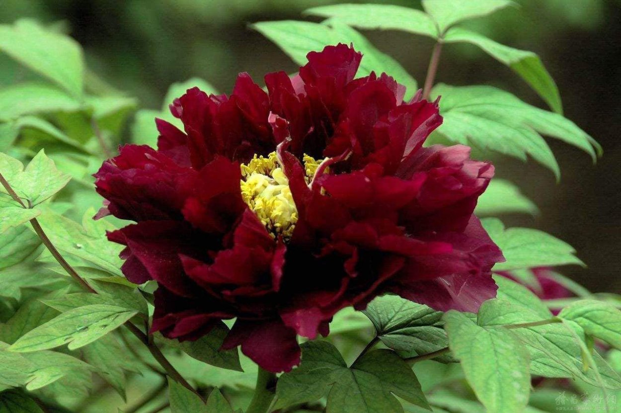 Пион черный принц