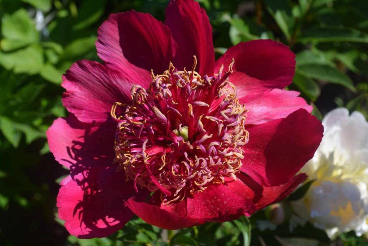 Пион древовидный черный лоск