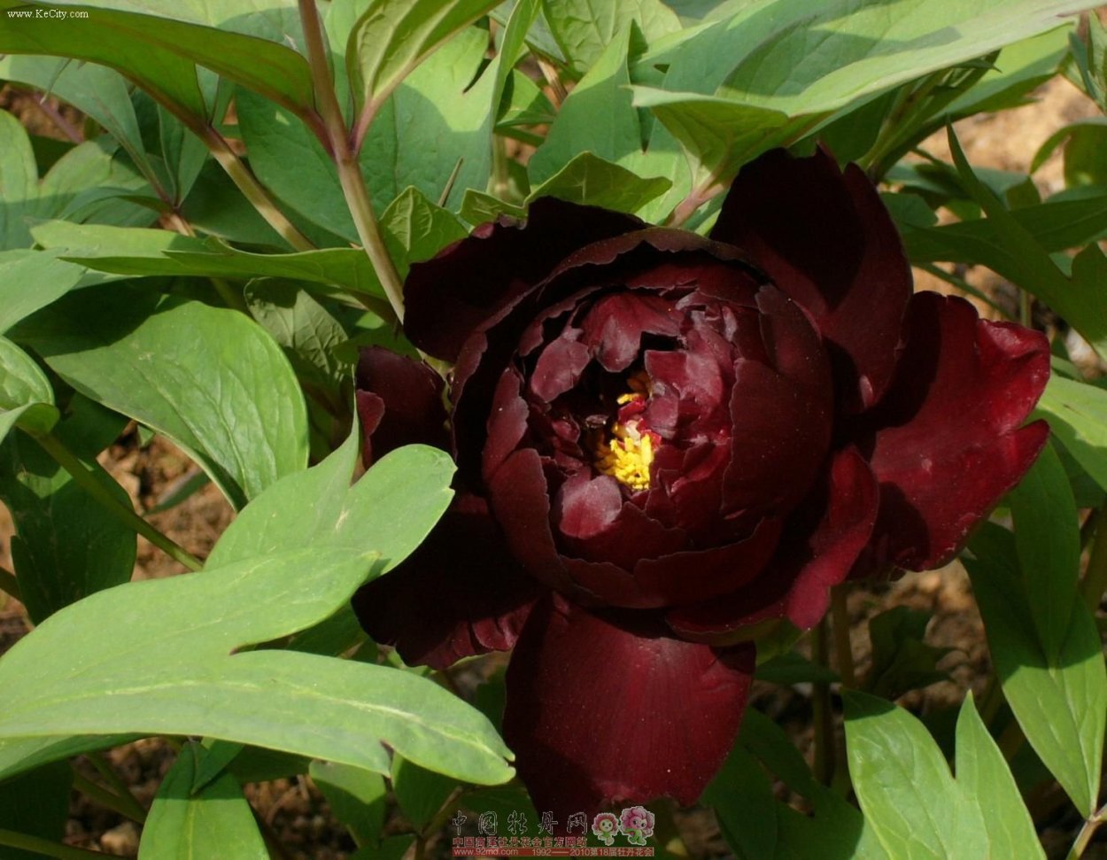 Пион черный принц