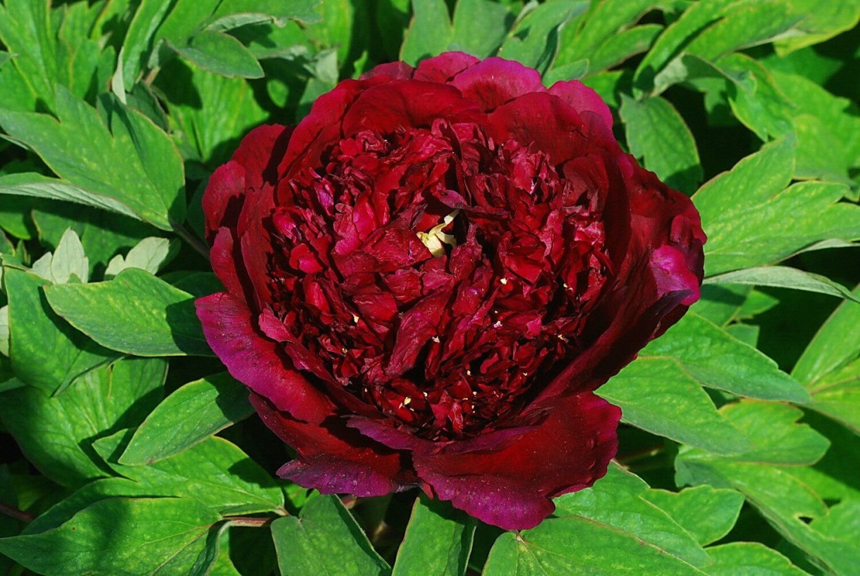 Пион Сплендид Корнелия