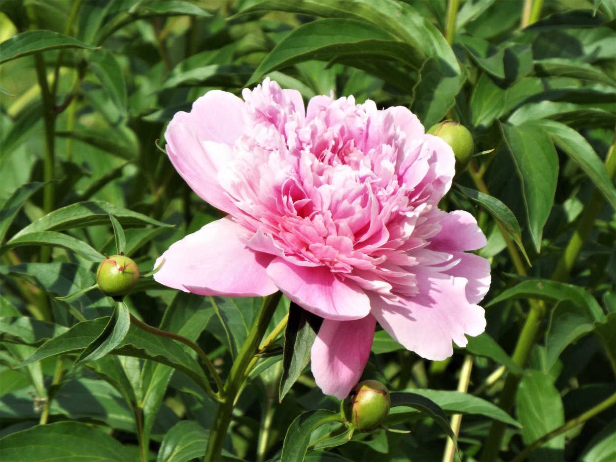 Пион Боргезе