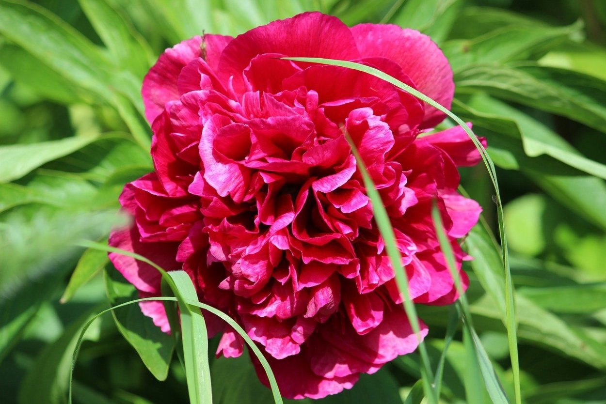 Чудесный пион кора Луиза