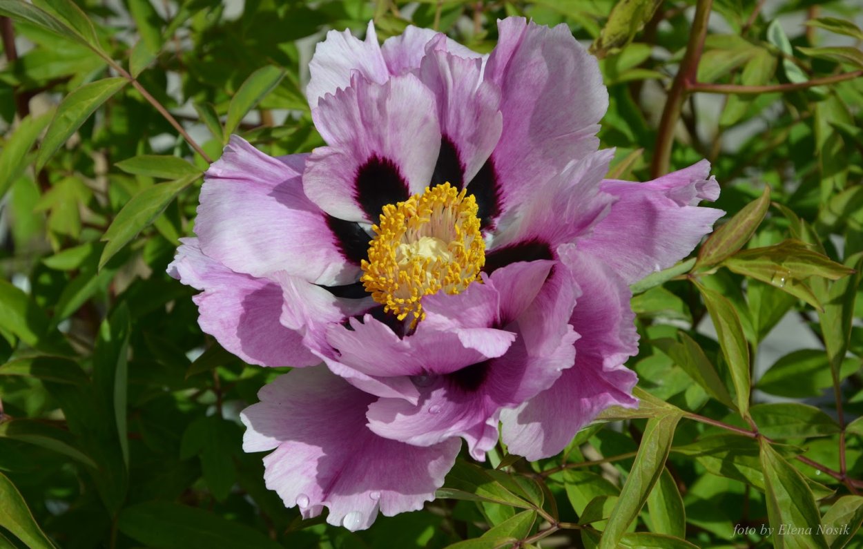 Пион молочноцветковый Блэк Бьюти