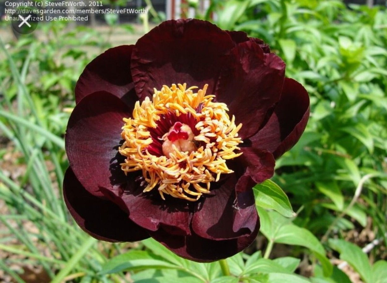 Пион шоколадный солдатик