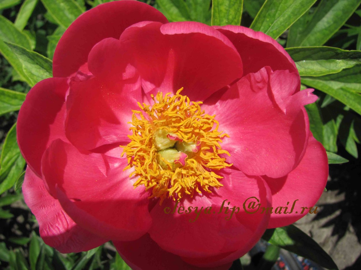 Пион шоколад Солджер