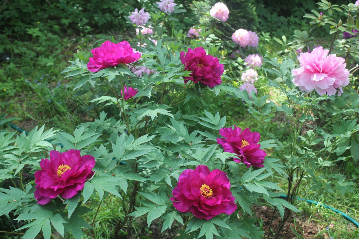 Тюльпан Блэк Хиро