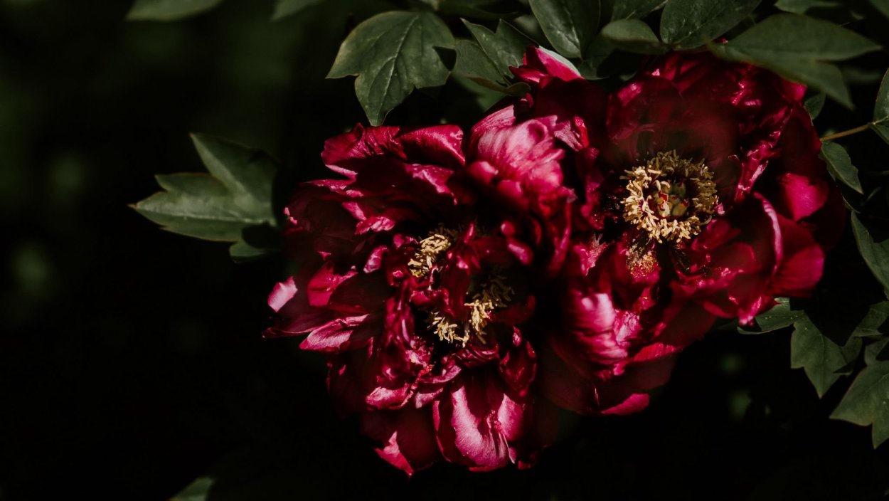 Пион Честин Гауди