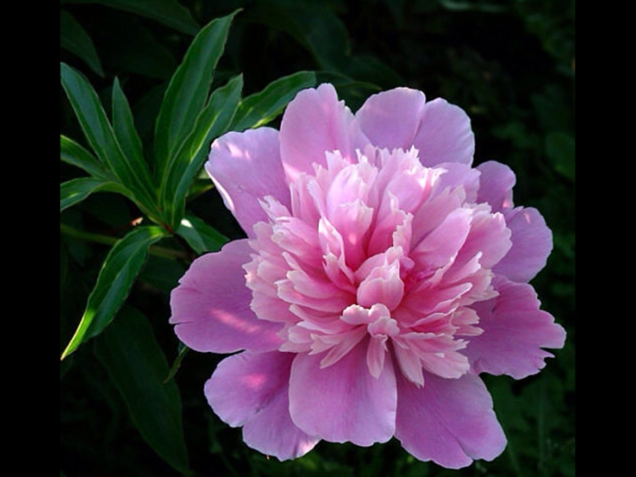 Мак Papaver Black paeoniflorum