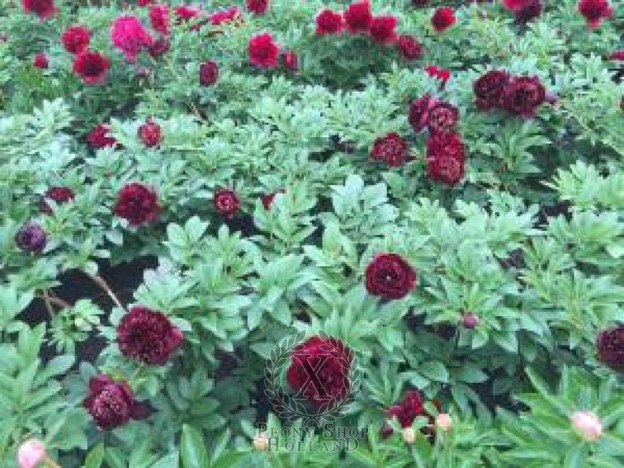 Пион молочноцветковый Баррингтон Бель