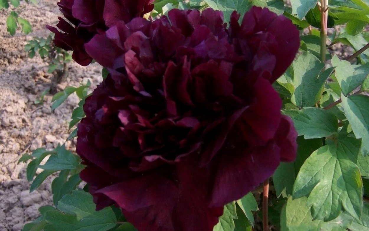 Пион Чоколейт Солджер