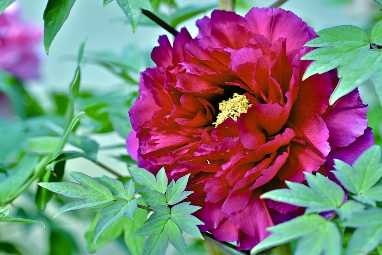 Пион Червонный Оксамит