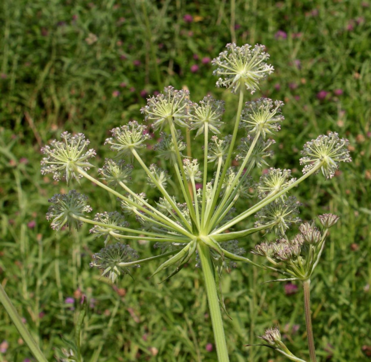 Гладыш широколистный