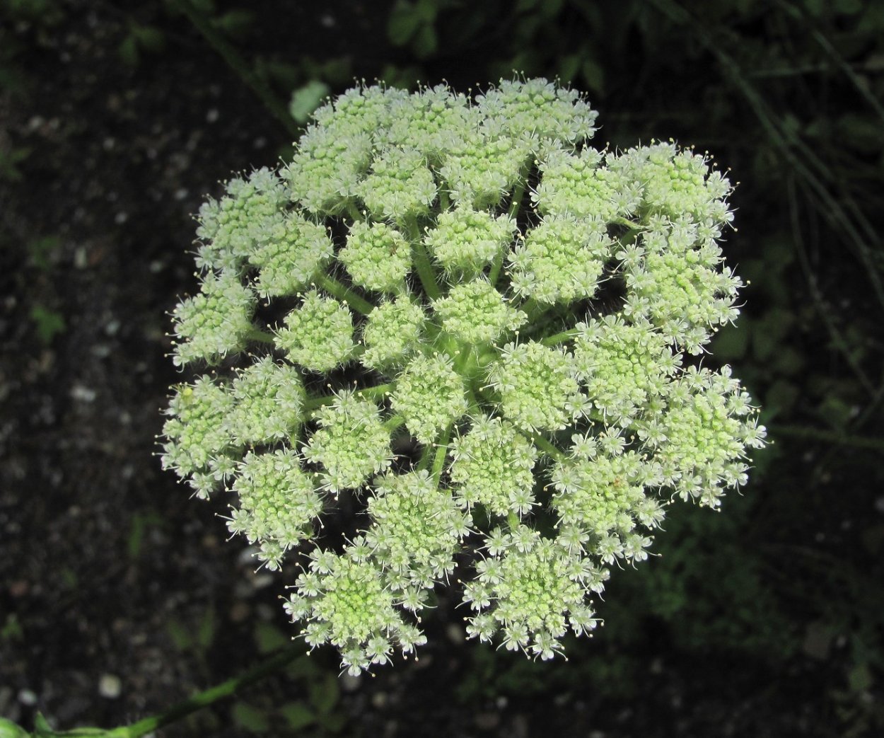 Laserpitium latifolium
