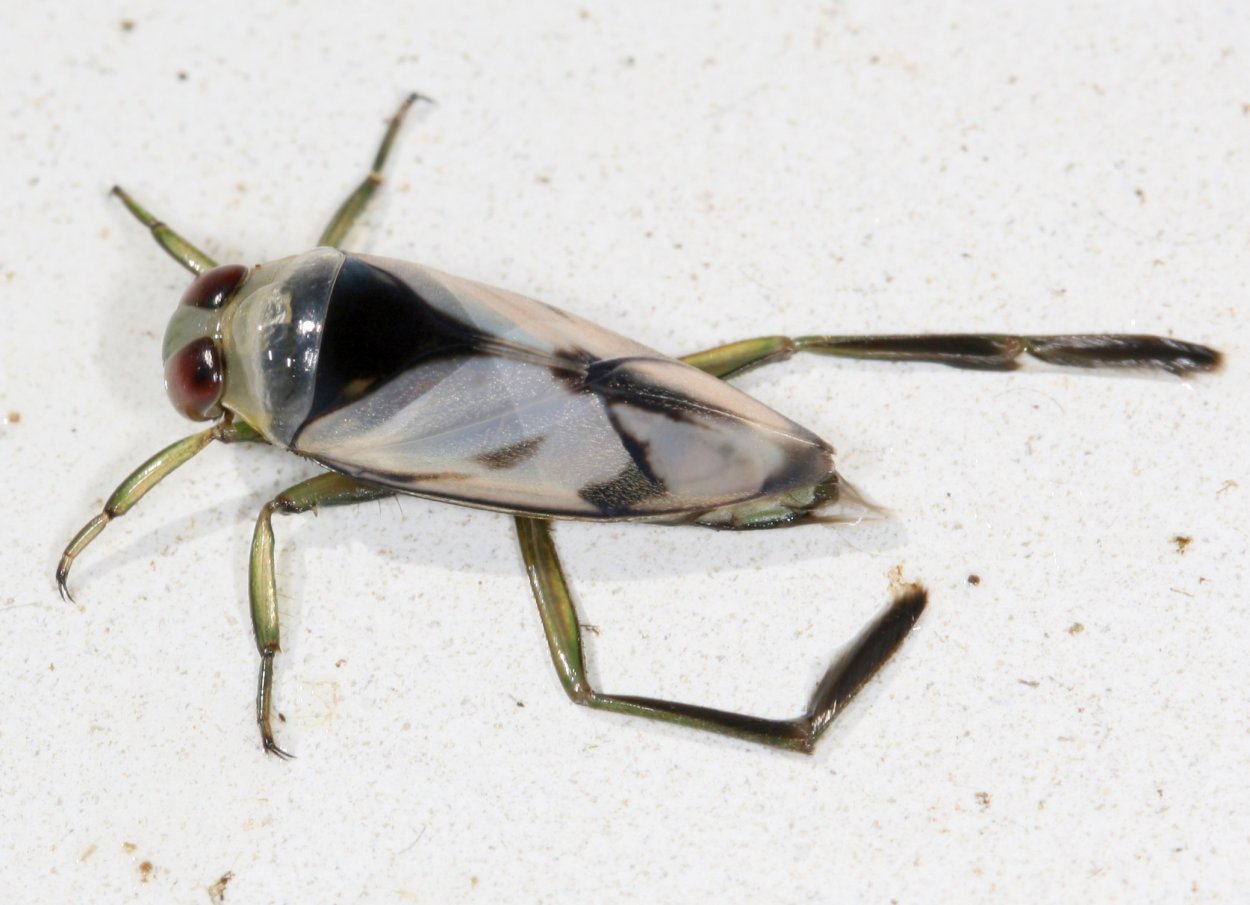Laserpitium latifolium