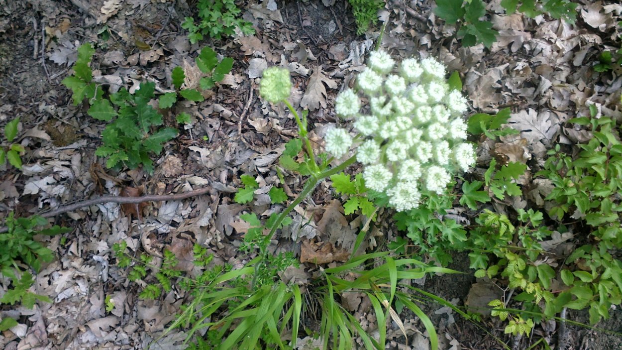 Гладыш шершавый