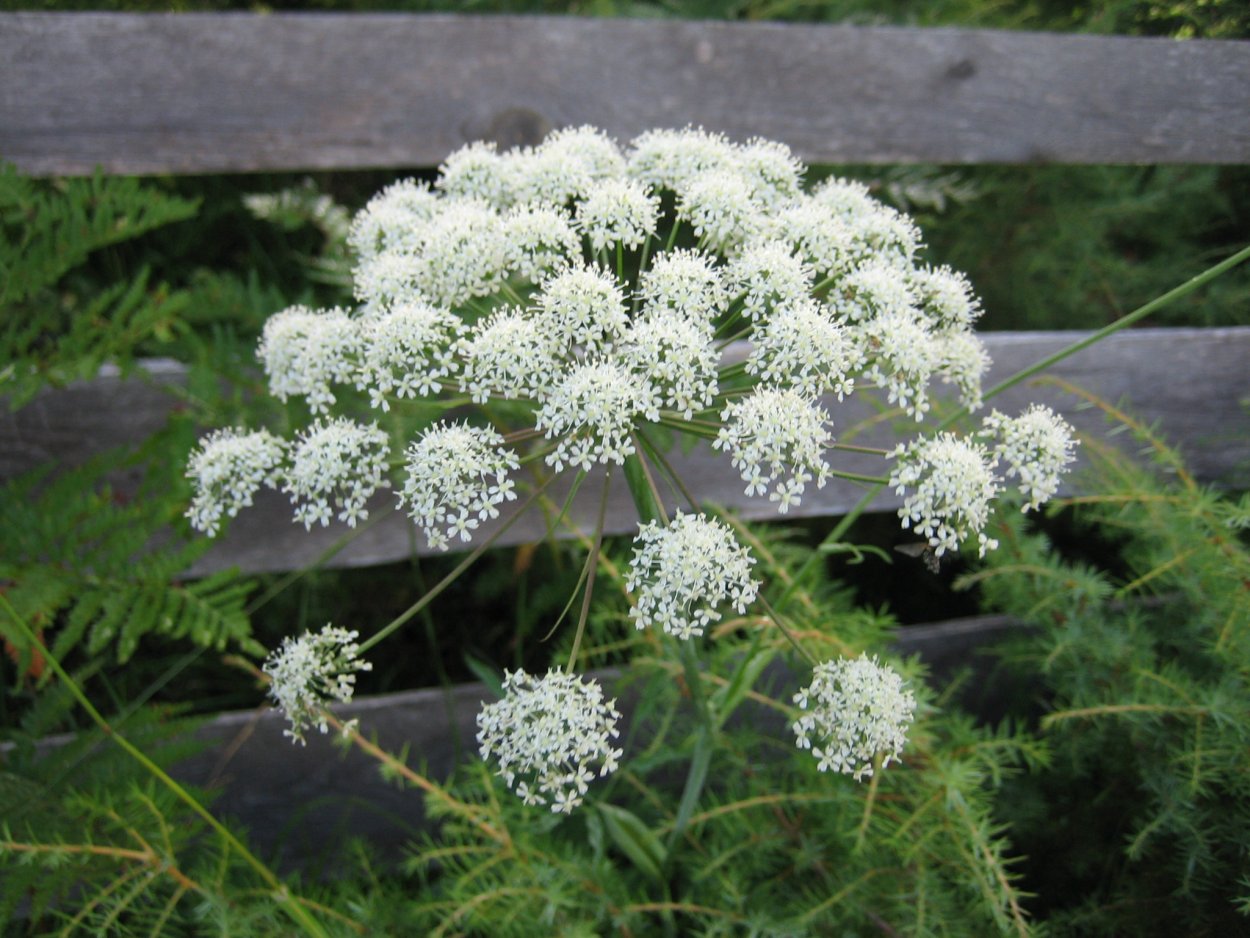 Гладыш Прусский