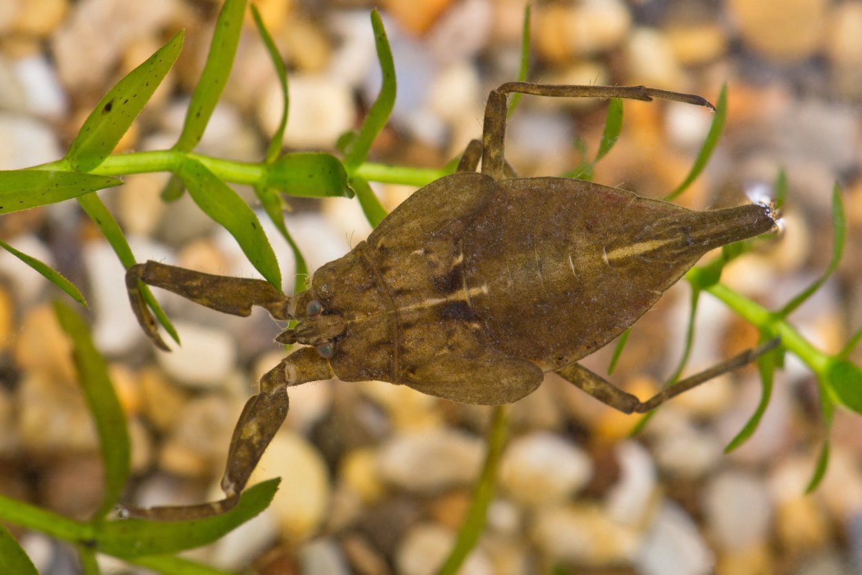 Laserpitium hispidum
