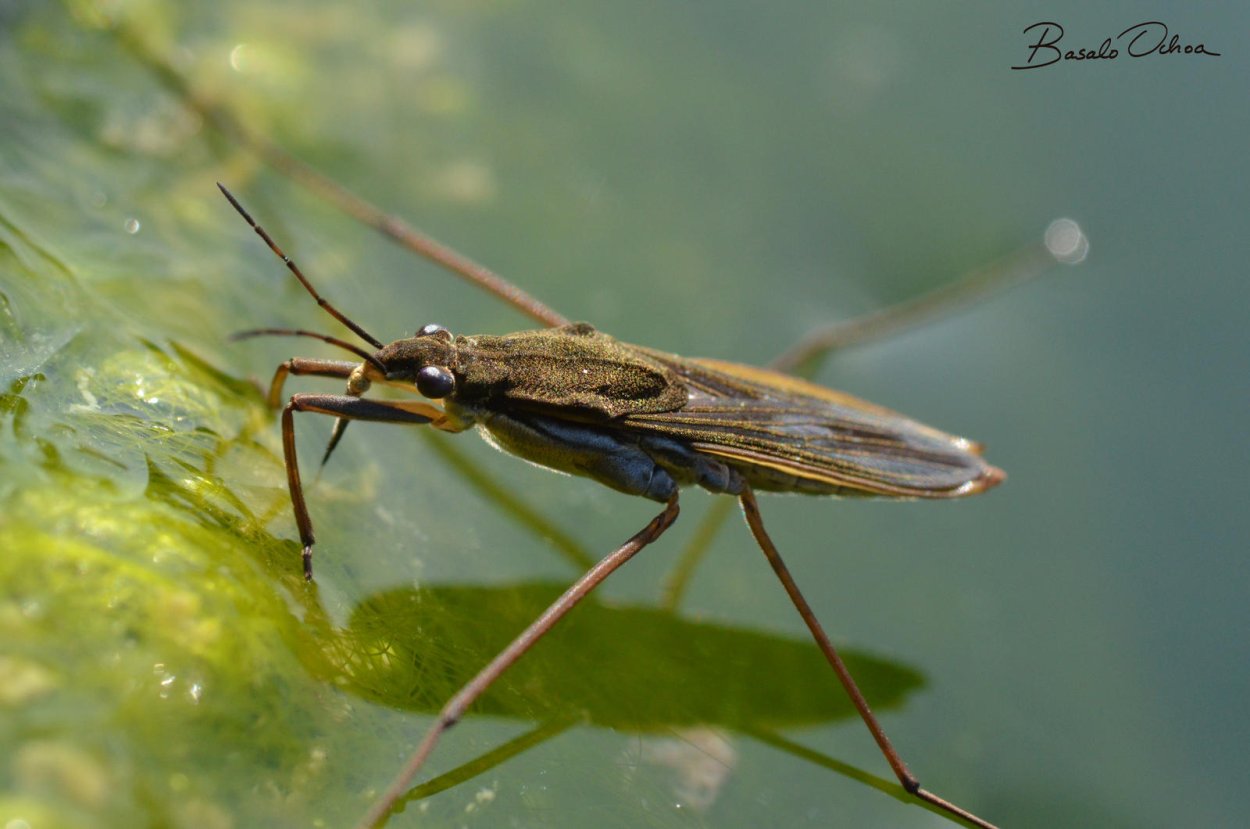 Цветок Ворсянка