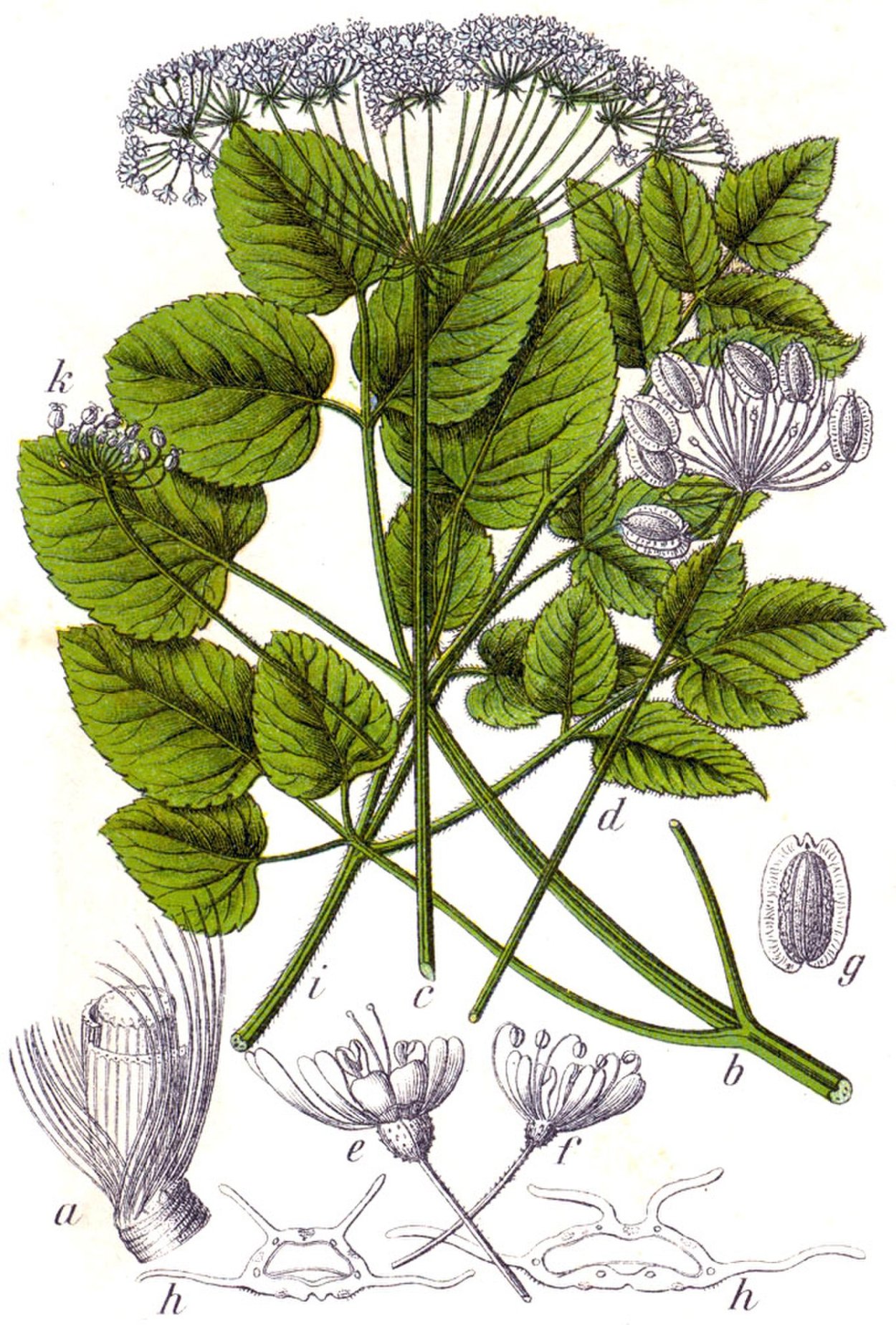 Гладыш широколистный Laserpitium latifolium l.